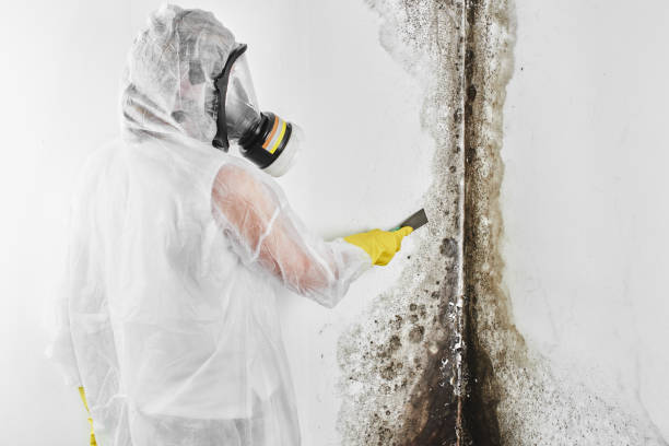 Best Crawl Space Mold Removal  in State Center, IA