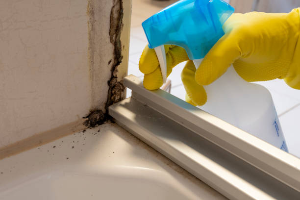 Best Mold Damage Repair  in State Center, IA