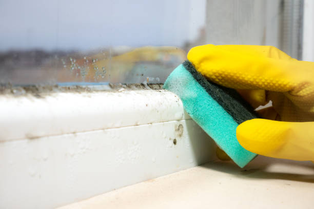 Best Attic Mold Removal  in State Center, IA