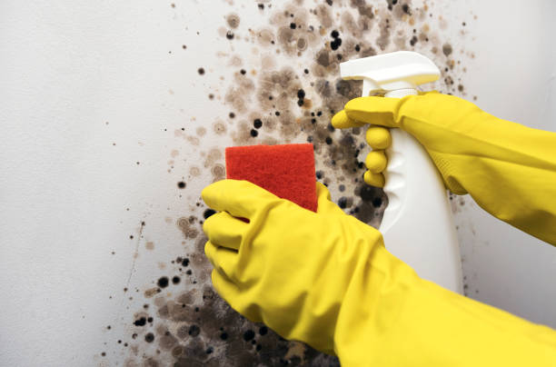 Best Professional Mold Removal  in State Center, IA