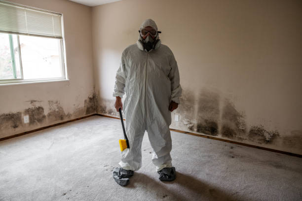 Mold Removal and Inspection in State Center, IA